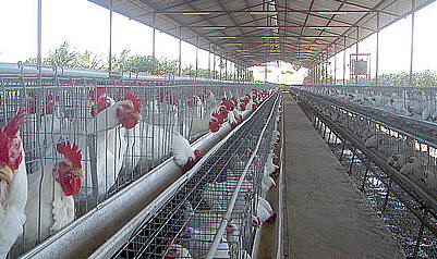 Chicken Farm Business Plan Sample Httpwwwdocstoccomdocs80023696 