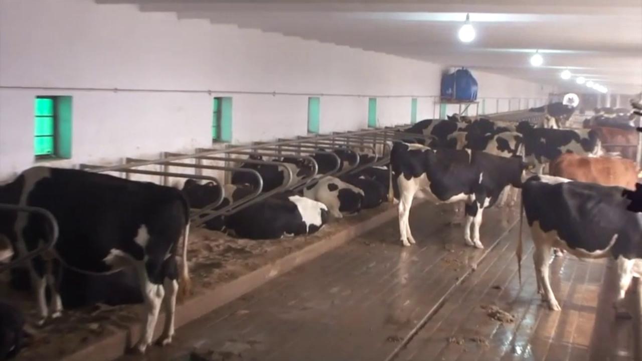 How to Start Dairy Farming in Pakistan Business Plan Setup Cost Guide