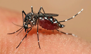 dengue