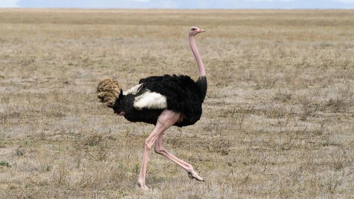 Ostrich pic