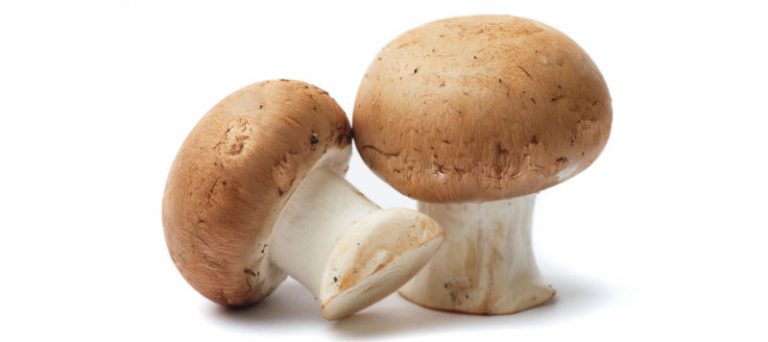 How to Start Mushroom Business in Pakistan Farming Training in Urdu