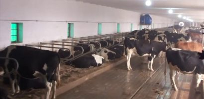 How to Start Dairy Farming in Pakistan Business Plan Setup Cost Guide in Urdu